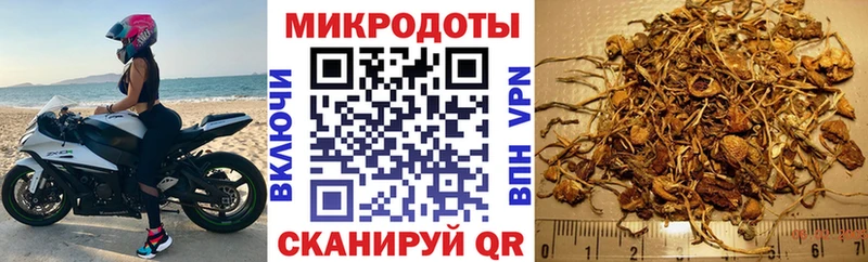 как найти Асино Галлюциногенные грибы GOLDEN TEACHER